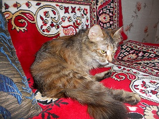 1000 X 750 486.1 Kb 1000 X 750 404.8 Kb 1000 X 636 453.4 Kb 999 X 611 276.1 Kb ласковая кошечка