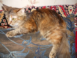 1000 X 750 515.2 Kb 1000 X 750 486.1 Kb 1000 X 750 404.8 Kb 1000 X 636 453.4 Kb 999 X 611 276.1 Kb  