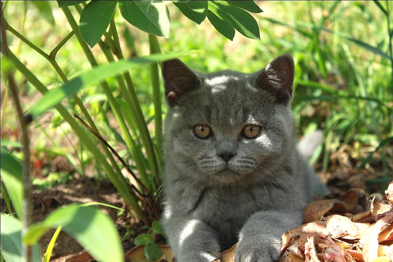 1024 X 683 477.2 Kb Питомник 'BoldirevAlex' британские кошки, У нас есть КОТЯТА!