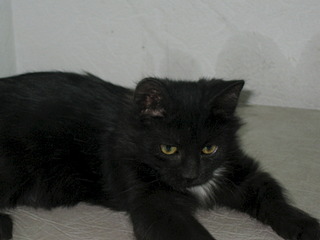 1920 X 1440 460.8 Kb 1920 X 1440 526.6 Kb Котенок с 'облаком в штанах') нуждается в помощи для лечения