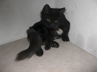 1920 X 1440 614.8 Kb Котенок с 'облаком в штанах') нуждается в помощи для лечения