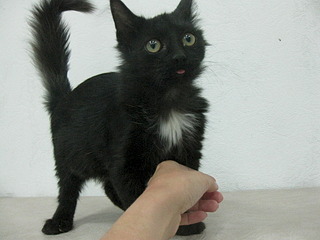 1920 X 1440 613.3 Kb 1920 X 1440 614.8 Kb Котенок с 'облаком в штанах') нуждается в помощи для лечения