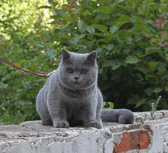 842 X 768  81.3 Kb Питомник'Gem Sweet'.Любимые британские ПЛЮШКИ.Британские котята: белые,голубые