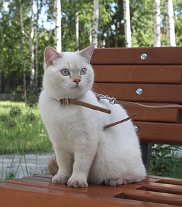 1869 X 2129 221.4 Kb 1682 X 2014 284.4 Kb Питомник'Gem Sweet'.Любимые британские ПЛЮШКИ.Британские котята: белые,голубые
