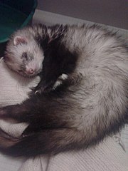 768 X 1024 131.1 Kb       ()