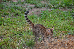 1920 X 1271 719.4 Kb Бенгальская порода