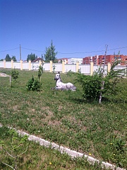 1920 X 2560 869.5 Kb 1920 X 2560 446.7 Kb   .(15   )