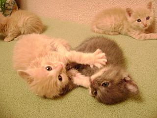 1920 X 1440 695.2 Kb 1920 X 1440 730.9 Kb    