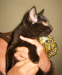 1568 X 1898 641.8 Kb 1265 X 2047 702.5 Kb 1833 X 1944 301.2 Kb    