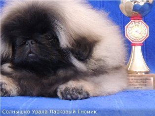 314 x 235 314 x 226 314 x 212 Щенки пекинеса