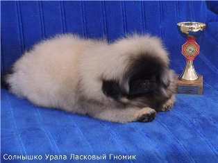 314 x 235 314 x 235 314 x 226 314 x 212 Щенки пекинеса