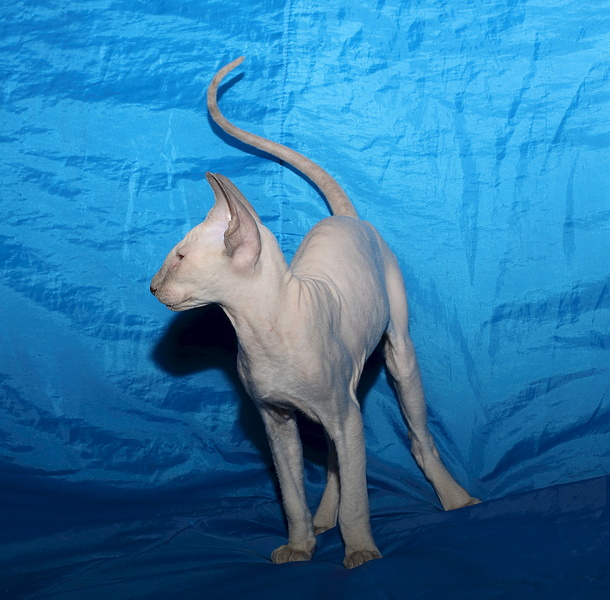 1920 X 1888 871.8 Kb   