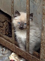 720 X 960 118.9 Kb Котята