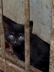 720 X 960 87.9 Kb 720 X 960 118.9 Kb Котята