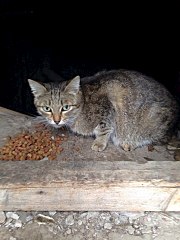 720 X 960 138.3 Kb 720 X 960  87.9 Kb 720 X 960 118.9 Kb 