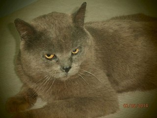 604 X 453 40.9 Kb Кот а-ля британец