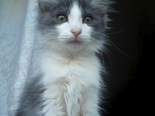 448 X 336 78.8 Kb Отдам котят-мальчиков в хорошие руки