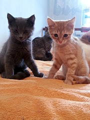 1920 X 2560 300.1 Kb     