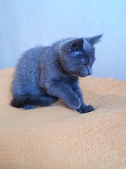 1920 X 2560 231.2 Kb 1920 X 2560 300.1 Kb     