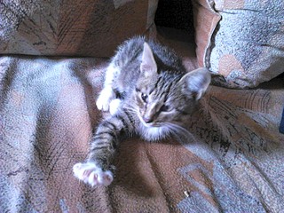 1920 X 1440 556.6 Kb 1920 X 1440 511.2 Kb 1920 X 1440 497.8 Kb в добрые руки котенок-подобрашка