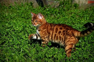 604 X 400  79.2 Kb 604 X 400  76.6 Kb 604 X 400  84.0 Kb  