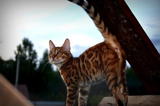 604 X 400  35.2 Kb 604 X 400  54.6 Kb  