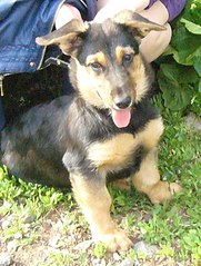 525 X 693 97.5 Kb     !