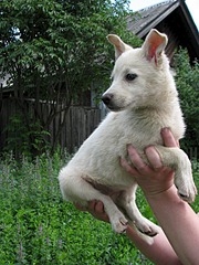 1920 X 2560 425.7 Kb     