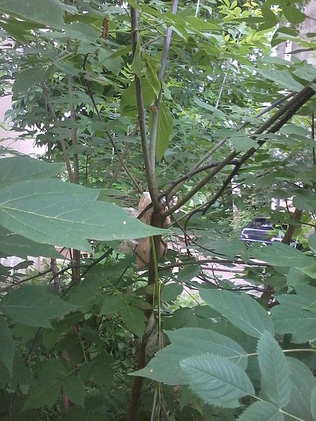 605 X 807 126.7 Kb .  ?