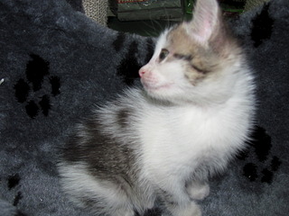 1920 X 1440 574.5 Kb 1920 X 2560 986.1 Kb  -: ( ) SOS!     !