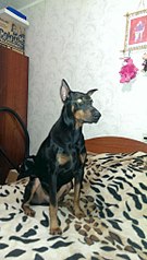 579 X 1024 103.3 Kb 453 X 604 156.4 Kb  ,   