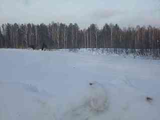 1420 X 1065 46.9 Kb 1136 X 852 133.8 Kb отпугиватель медведя