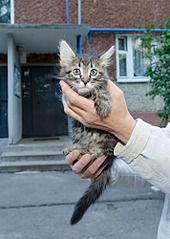 1424 X 2000 258.6 Kb     .