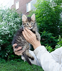 1734 X 2000 413.3 Kb 1424 X 2000 258.6 Kb     .