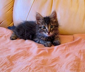 800 X 674 94.4 Kb     .