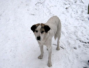 311 x 239 320 x 240        !