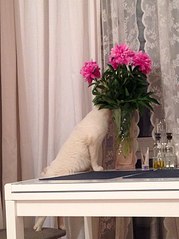 605 X 807  80.0 Kb  -    !