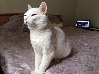 807 X 605  88.6 Kb 605 X 807  80.0 Kb  -    !