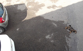 1400 X 868 634.9 Kb Хорошая собака для хорошего человека