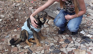 1400 X 805 566.1 Kb 1400 X 868 634.9 Kb Хорошая собака для хорошего человека