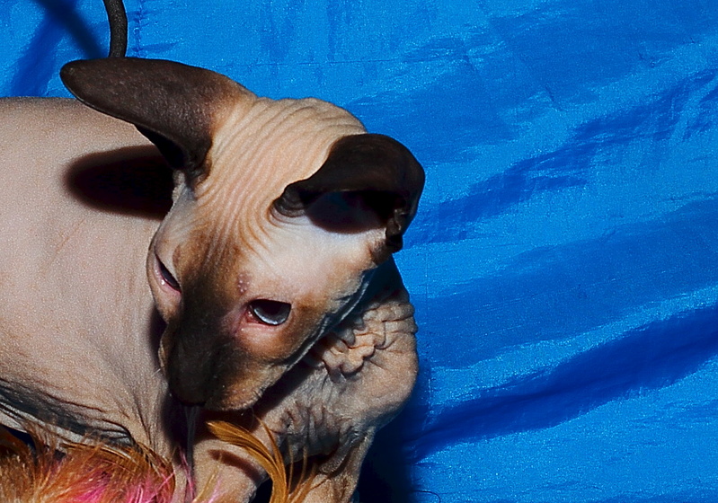 1510 X 1058 592.4 Kb    