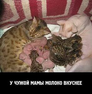 470 X 480 35.2 Kb Улыбнемся?