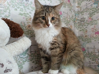 1920 X 1440 181.4 Kb Замечательная, небольшая кошечка ищет дом