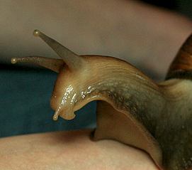 1200 X 1059 154.7 Kb Улитки ахатины!