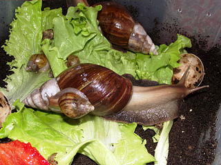 1024 X 768 394.2 Kb 990 X 650 91.7 Kb 640 X 440 39.5 Kb 1200 X 1059 154.7 Kb Улитки ахатины!