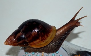 600 X 369 36.4 Kb 1024 X 768 394.2 Kb 990 X 650 91.7 Kb 640 X 440 39.5 Kb 1200 X 1059 154.7 Kb Улитки ахатины!