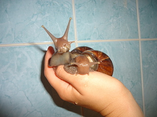 1920 X 1440 750.9 Kb 800 X 512 81.9 Kb Улитки ахатины!