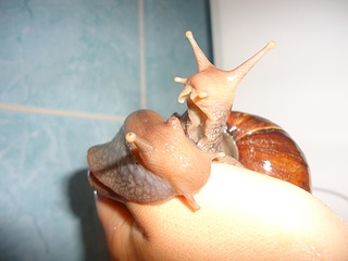 1920 X 1440 364.8 Kb 1920 X 1440 750.9 Kb 800 X 512 81.9 Kb Улитки ахатины!