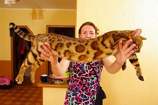 604 X 402  57.4 Kb  !