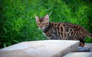 604 X 372  47.6 Kb  !